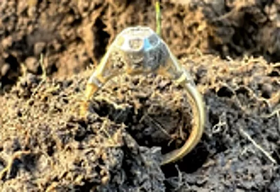 Birchring1a