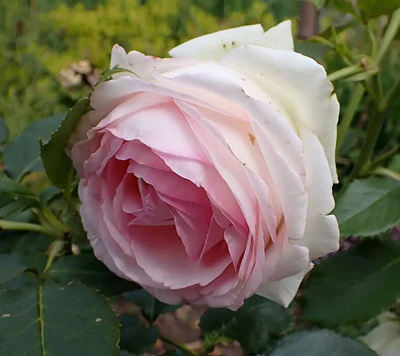 Edenrose2
