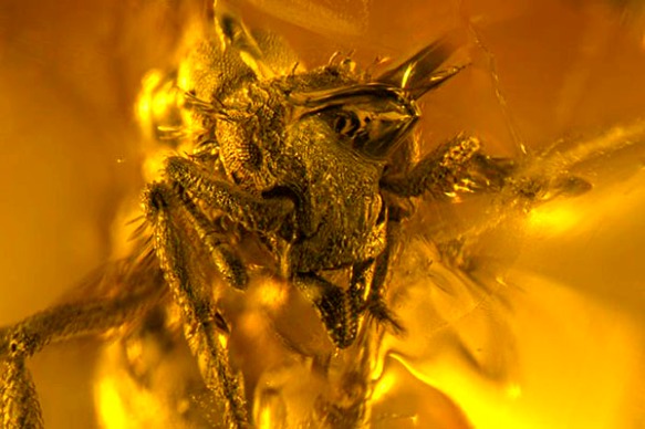 Amber1aforface